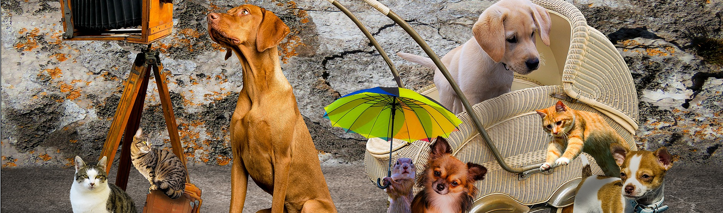 Service und Co. für alle Tiere