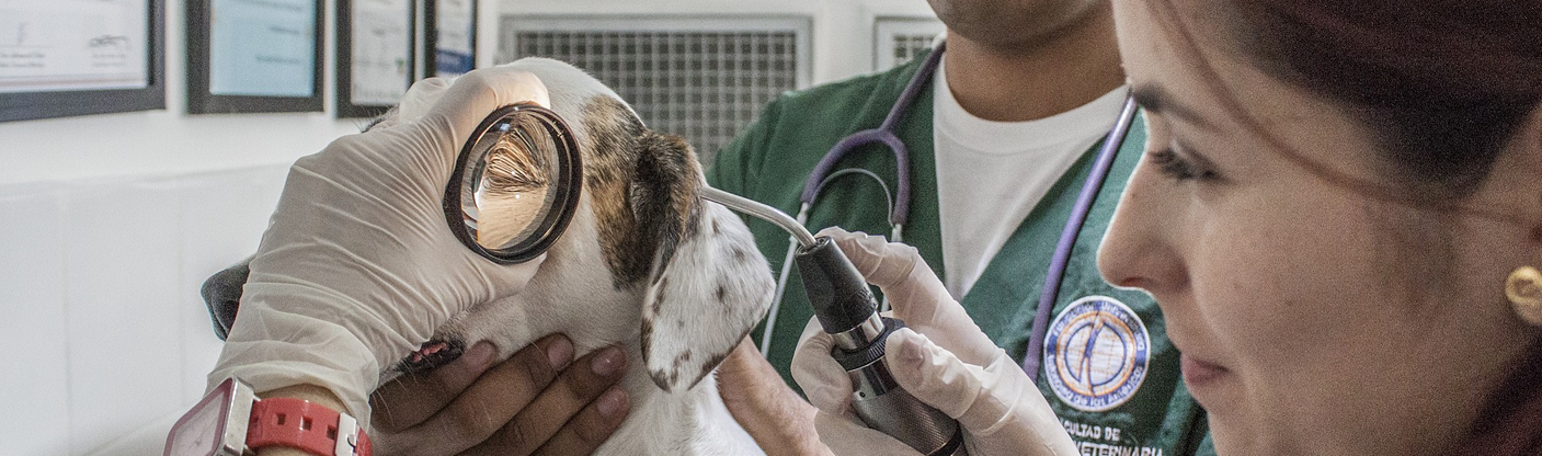 Service und Co. für alle Tiere