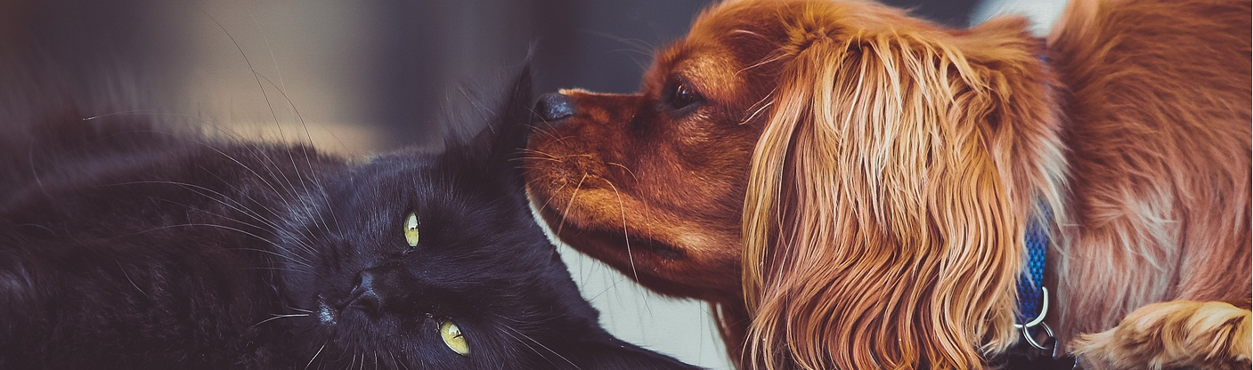 Service und Co. für alle Tiere